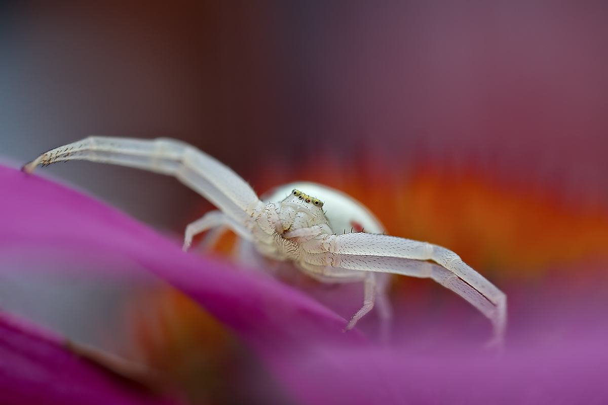 Krabbenspinne-9439_1200px.jpg