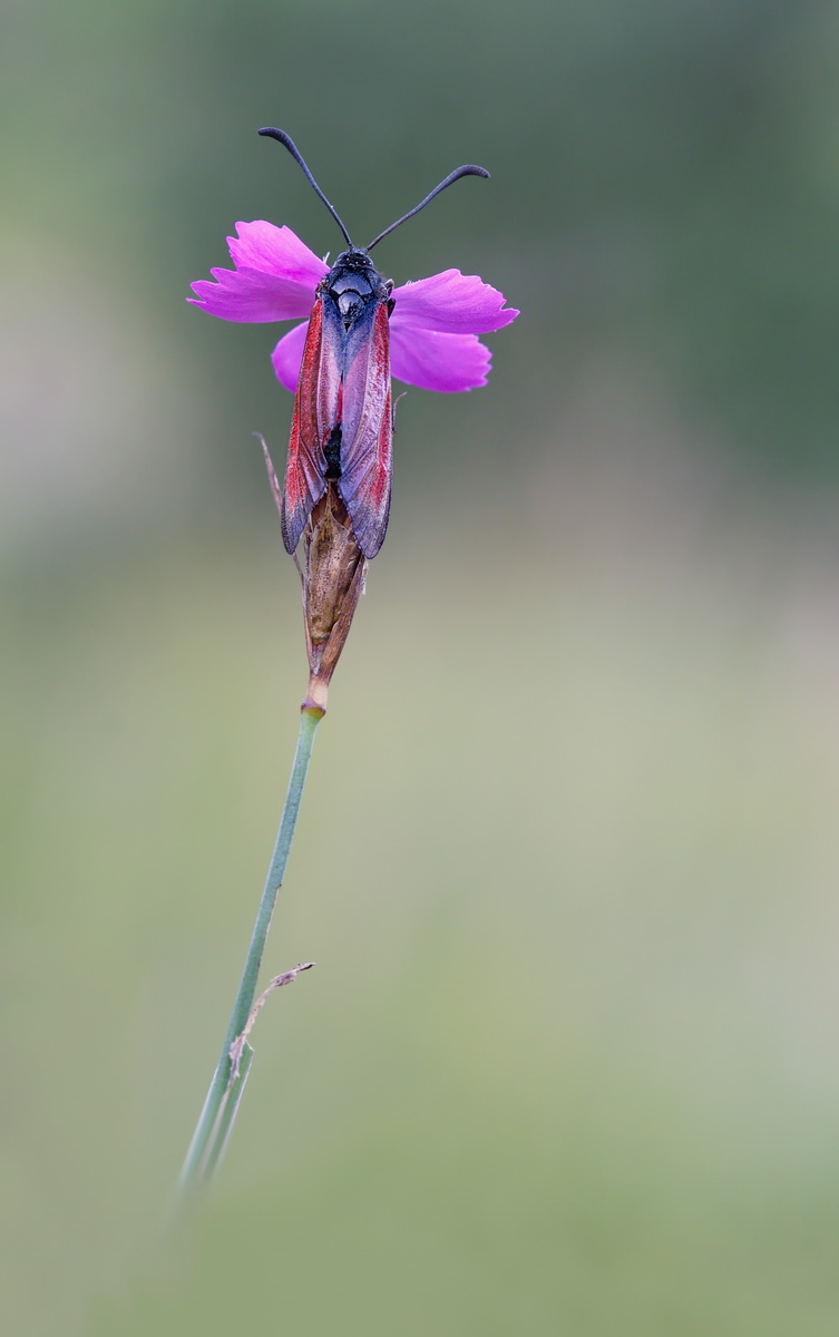 DSC07770 Widderchen... kl.jpg