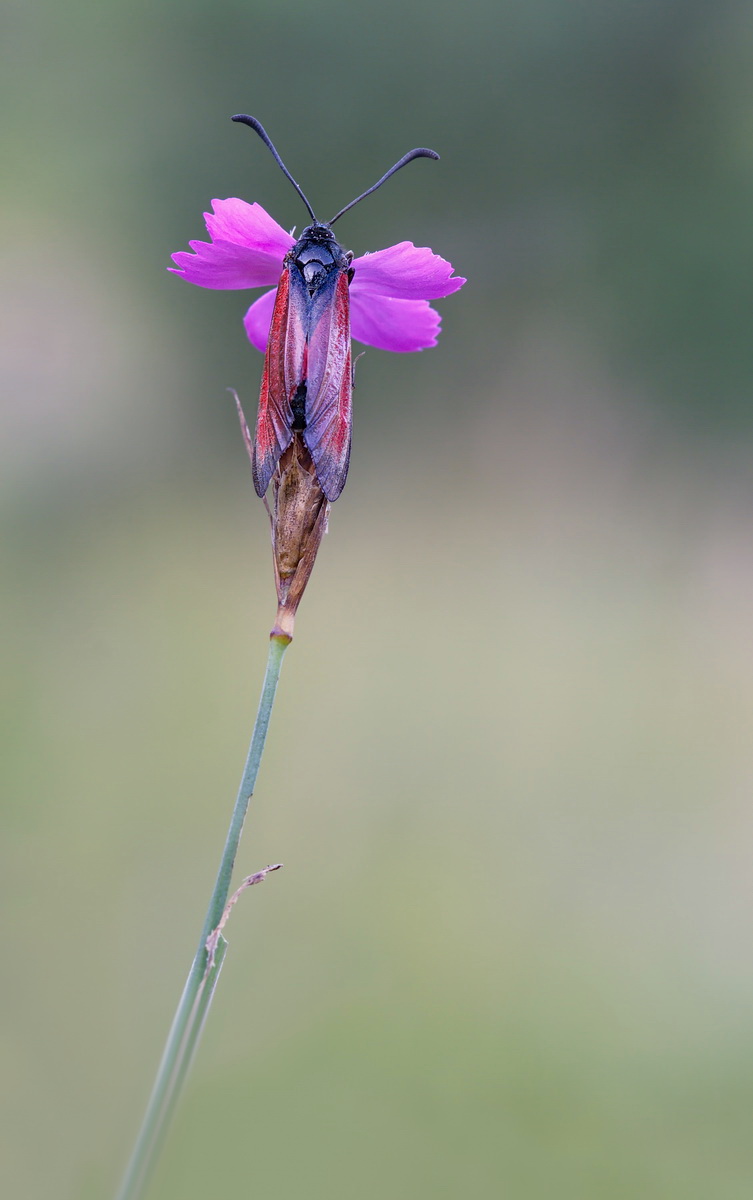 DSC07770 Widderchen... kl oN - Wab.jpg