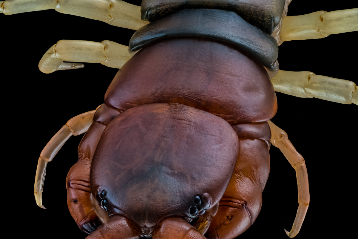 1.Durst 80, 159 B, Bl 6,7 0,07 mm, Nikon 2.jpg