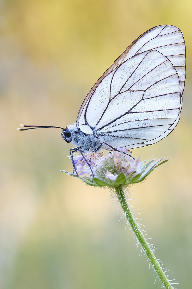 Aporia crataegi 063416_1200.jpg