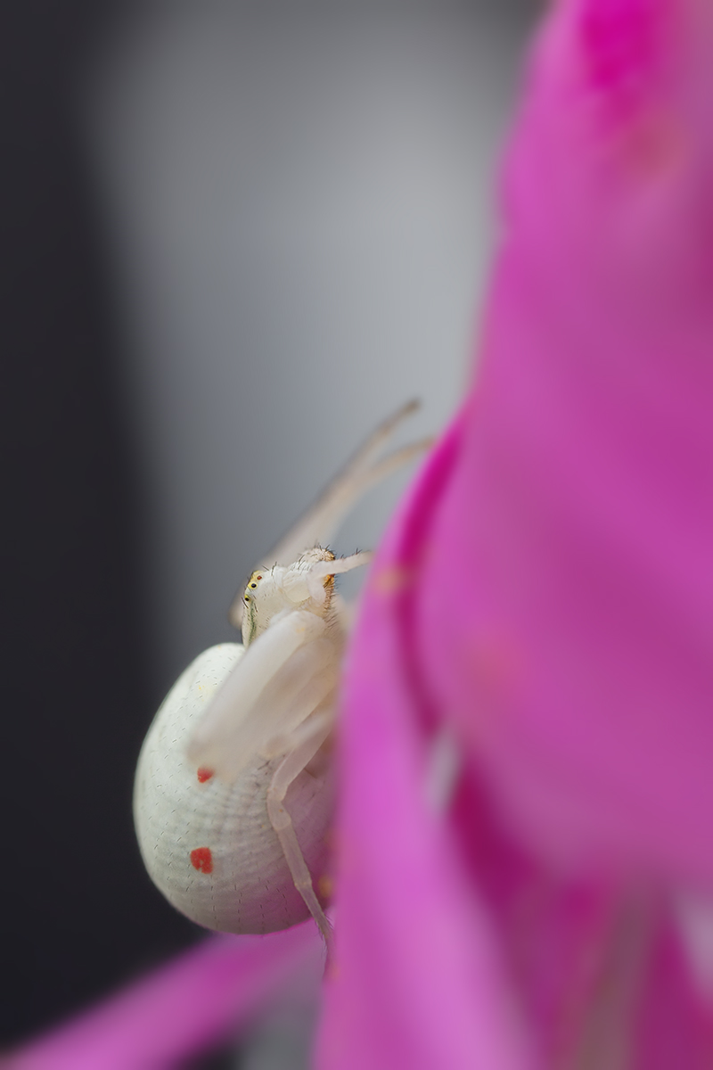 Krabbenspinne-9436-1200px.jpg