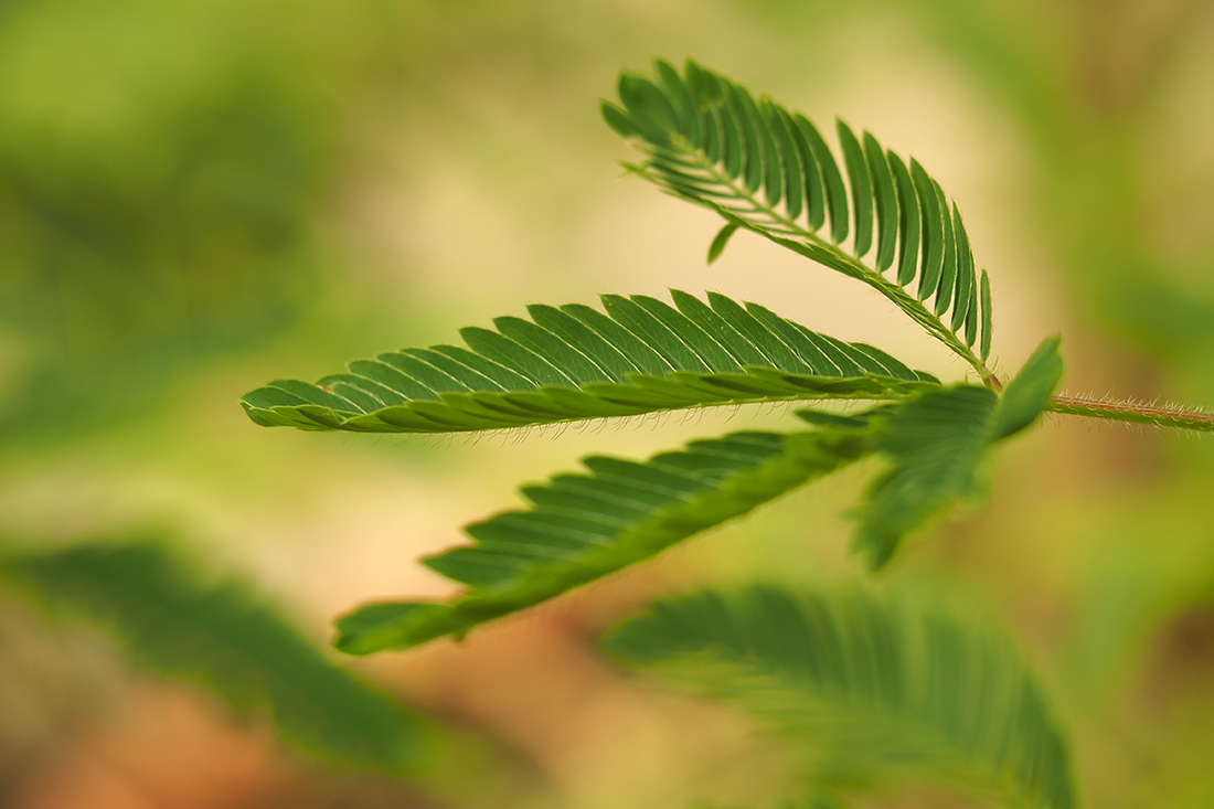 P7120191-Mimosenblatt-verkl.jpg