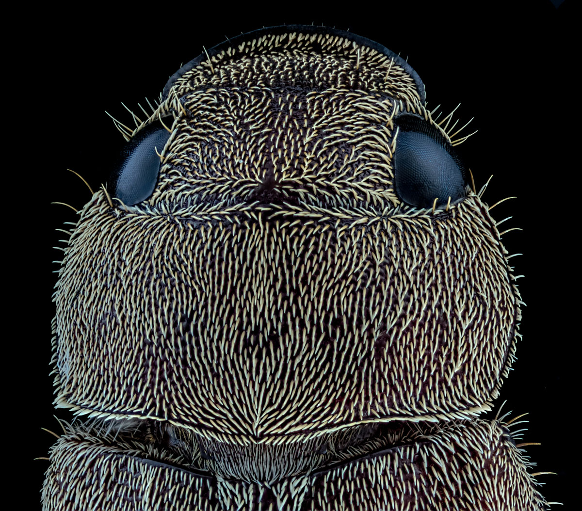 2.Schneider 50, 168 B,Bl 4 0,016 mm,Nikon ,3,6.jpg