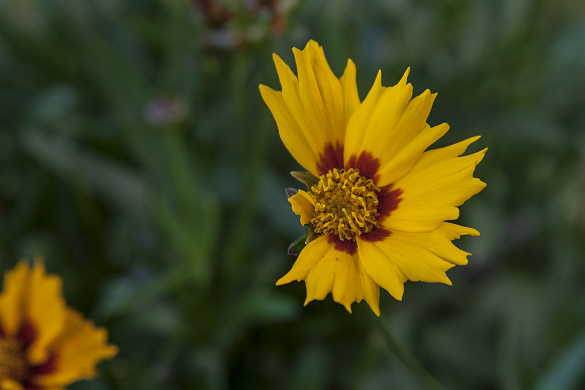 Gartenblume.jpg