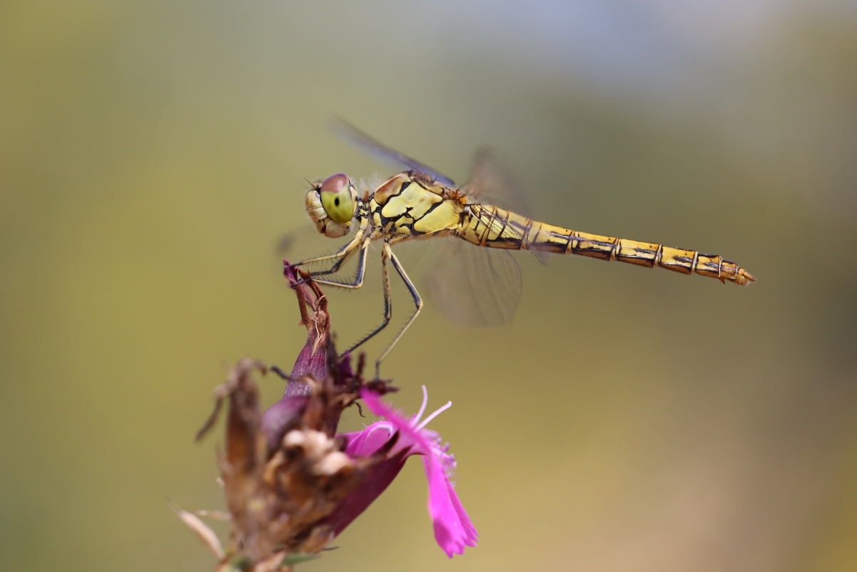 Sympetrum striolatum (8).jpg