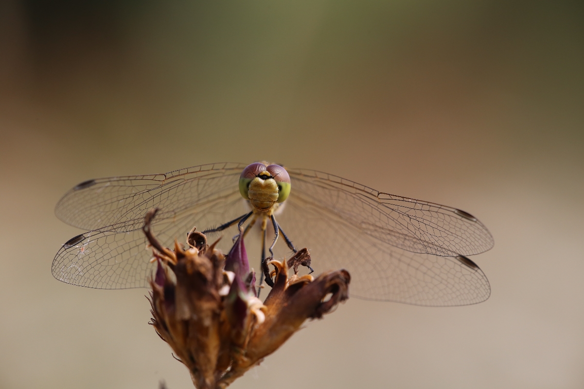 Sympetrum striolatum (15).JPG
