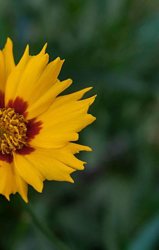 KopGartenblume.jpg