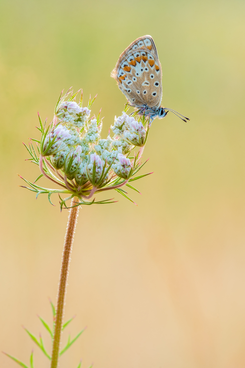 Bläuling-im-Gegenlicht-(1-von-1).jpg
