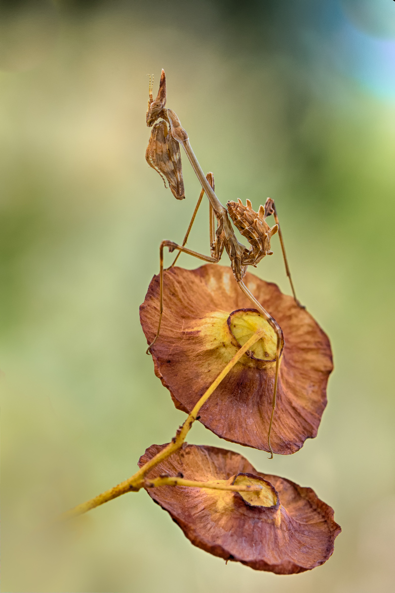 Empusa pennata-2.jpg