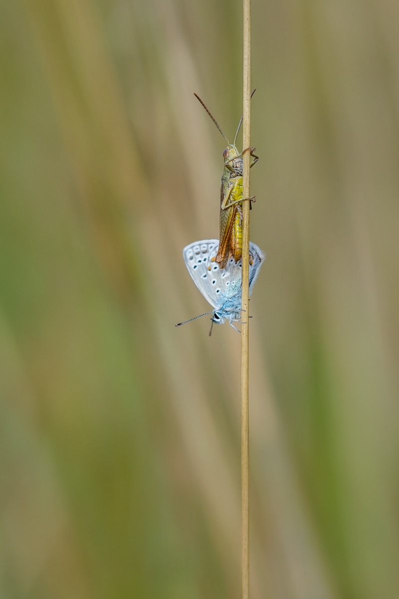 20160806-D71_3722-2.jpg