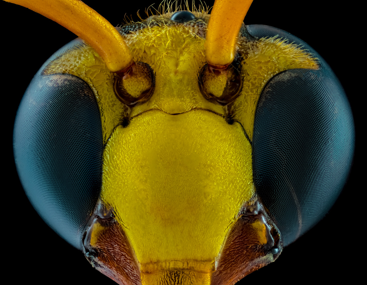 4.Schneider 50, 167 B,Bl 4 0,016 mm,Nikon 4,1.jpg