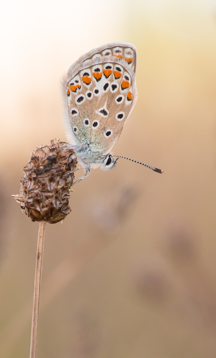 006Naturbild.jpg