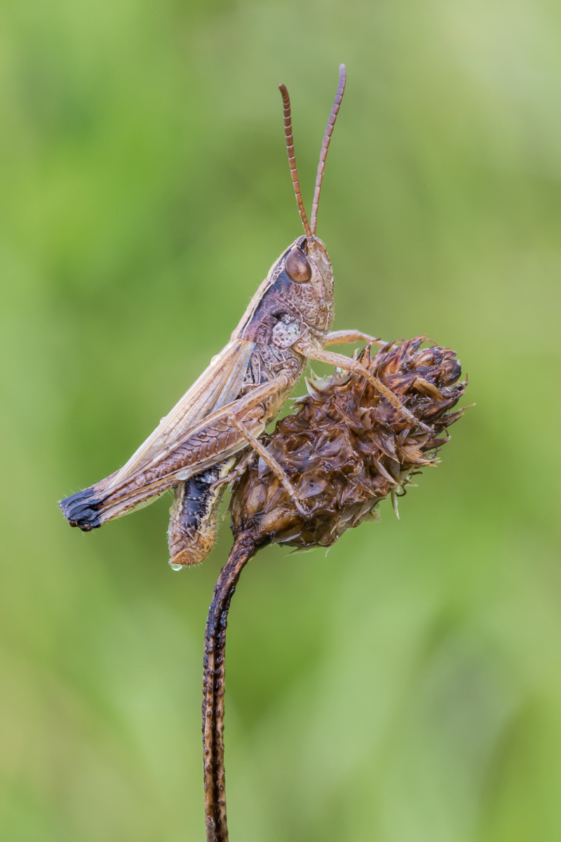 Schrecke 6 (1 von 1).jpg