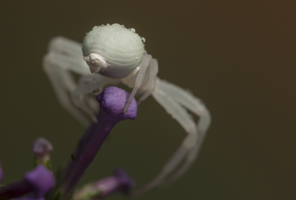 veränderliche Krabbenspinne 7.jpg