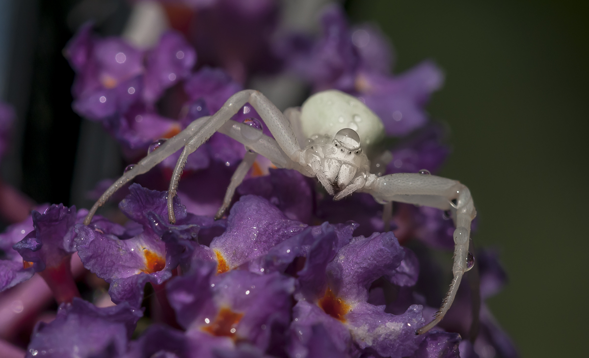 veränderliche Krabbenspinne 5.jpg