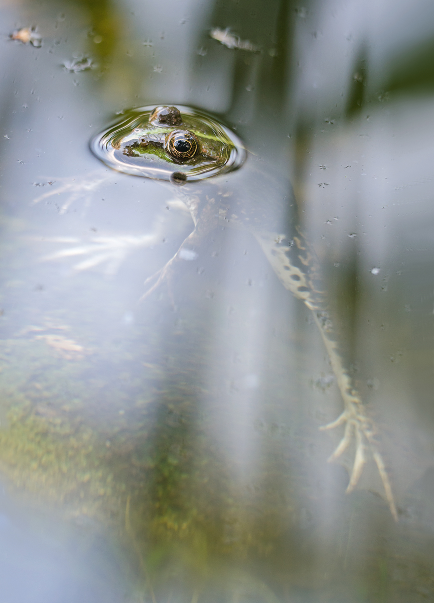 Frosch auf Libellenfang.jpg