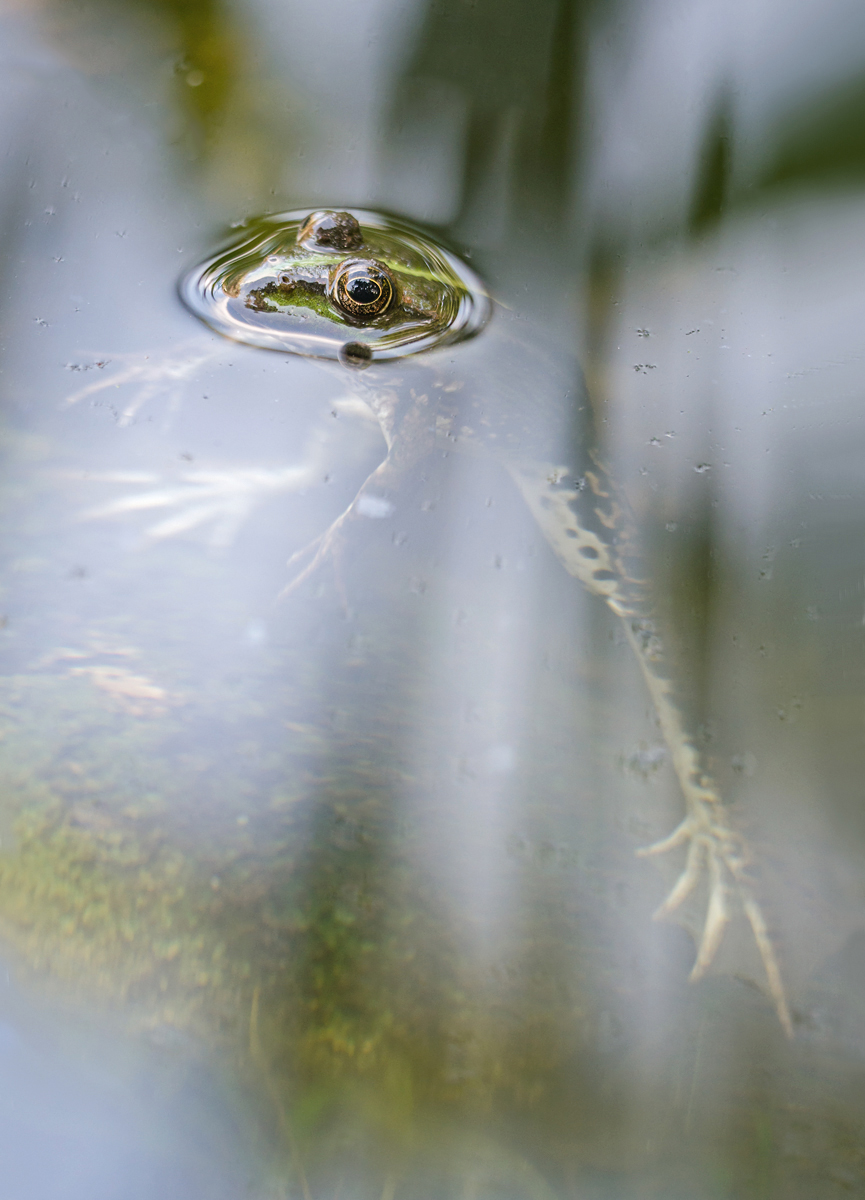 Frosch-auf-Libellenfang-JM.jpg