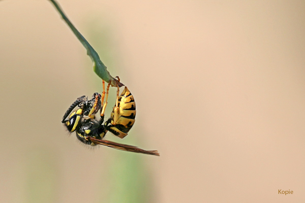 KopVespula-germanica-(5).jpg
