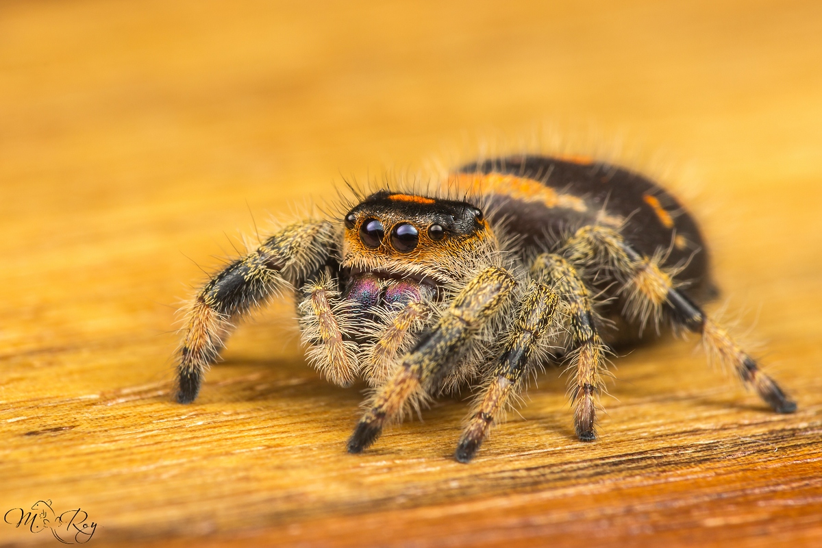 phidippus regius-8304.jpg