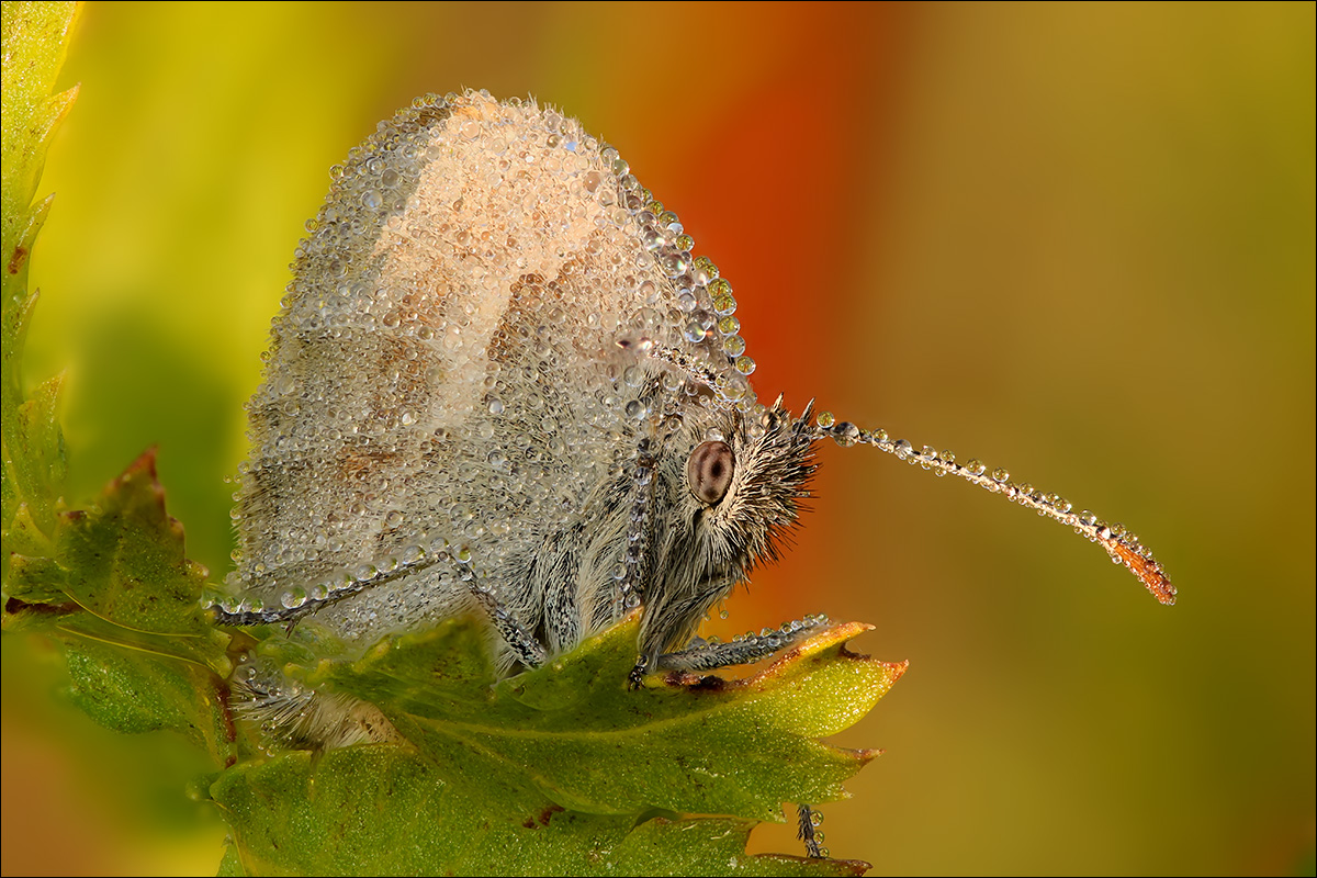 Schmetterling.jpg