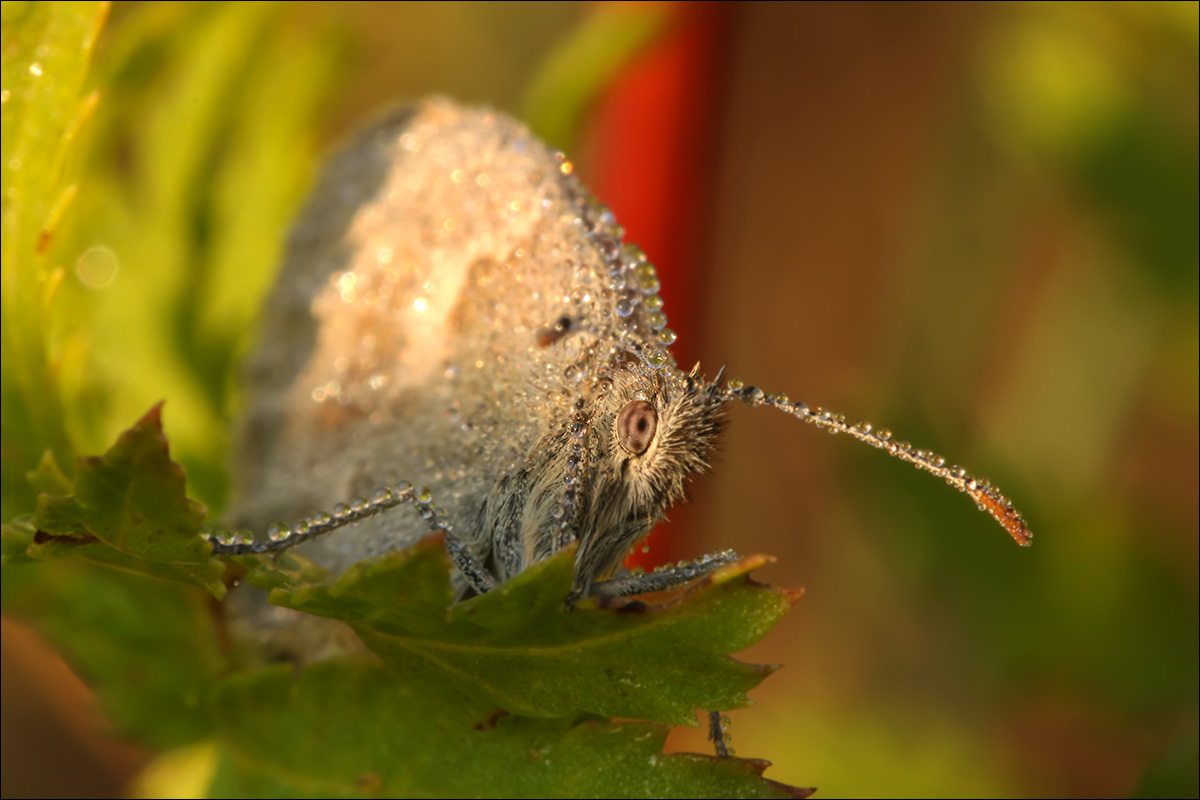 Schmetterling-f16.jpg