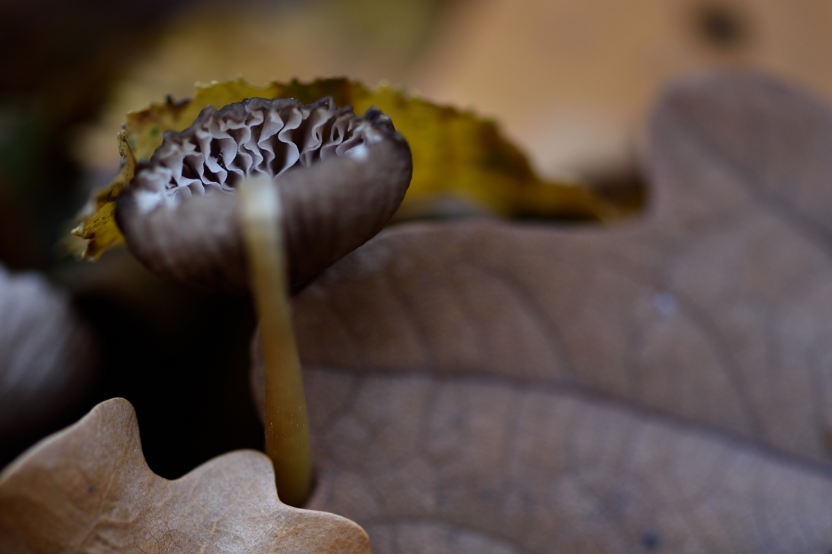 DSC_4355 Pilz a.jpg