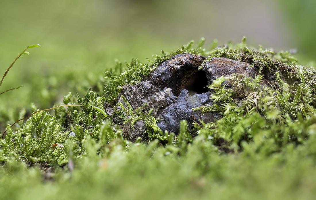 Astloch mit Moos 2-beschn-verkl.jpg