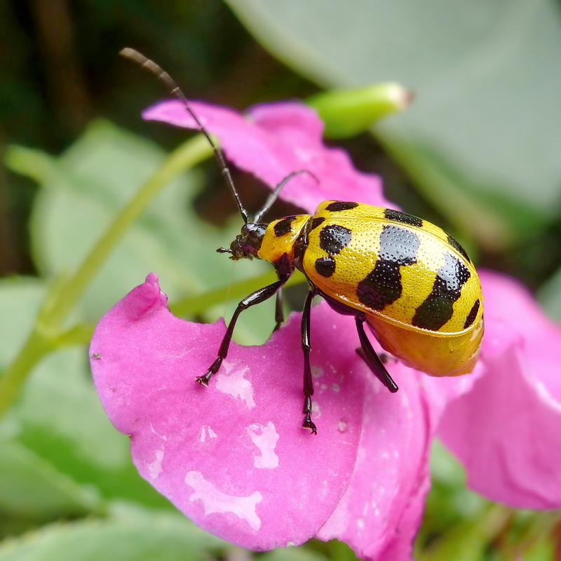 076 Blattkäfer... kl.jpg