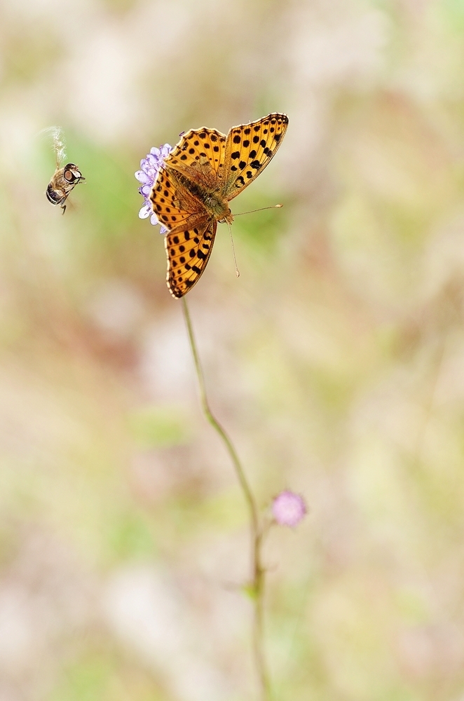 IMGP5439b1000 breinig schlangenberg.JPG