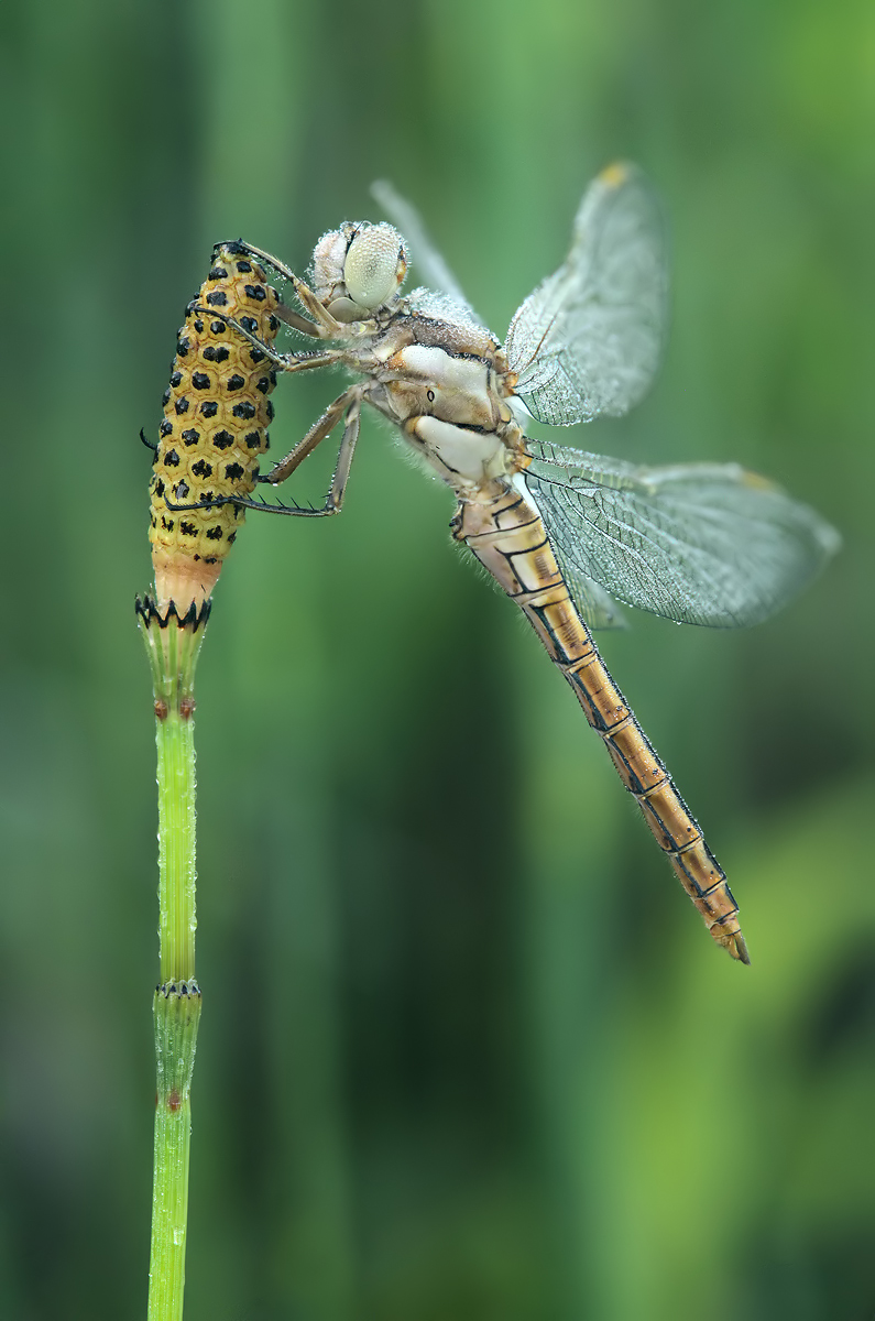 Orthetrum brunneum_m_juvenil_IMG_3877a.jpg
