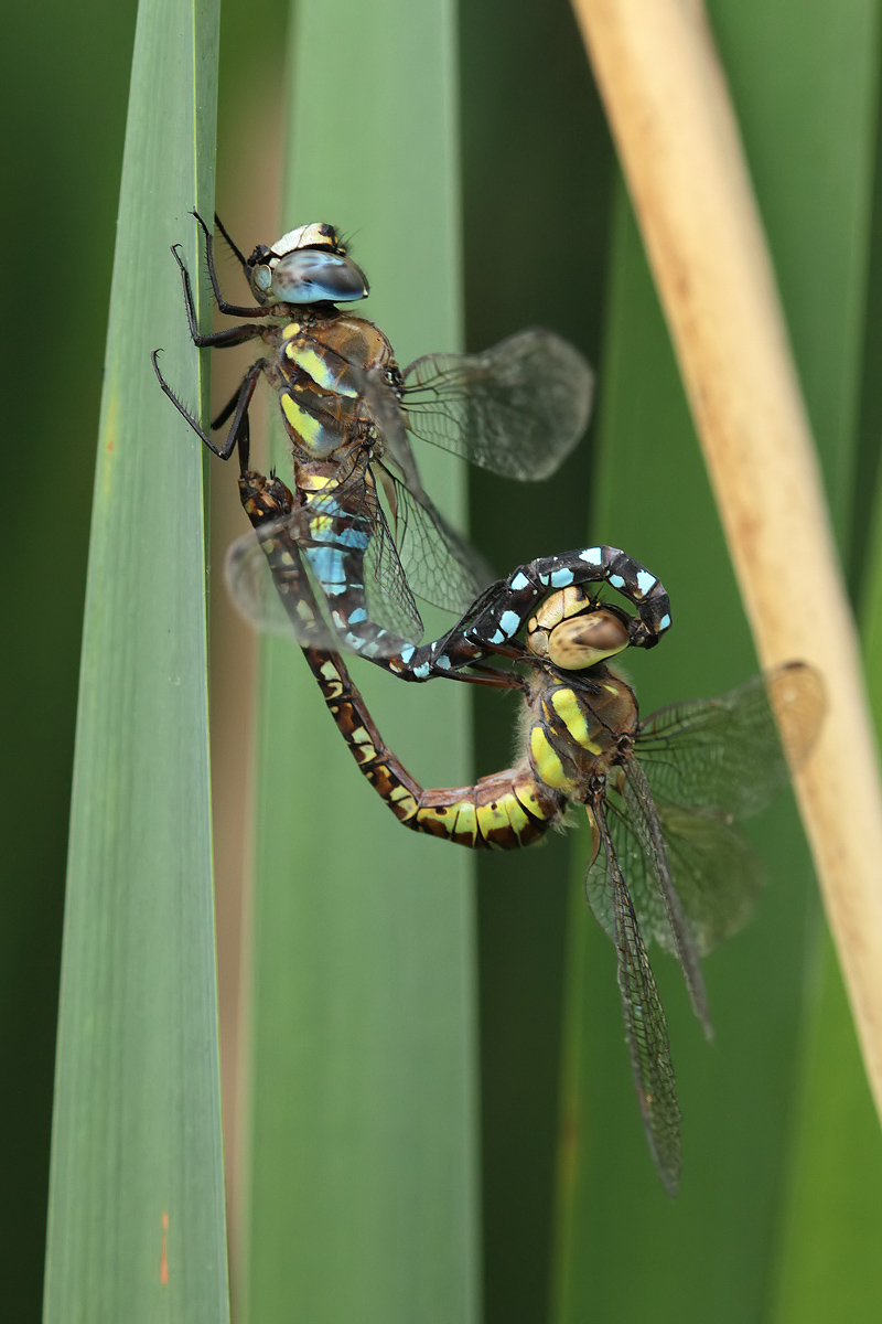 Aeshna mixta_copula_IMG_6023.jpg