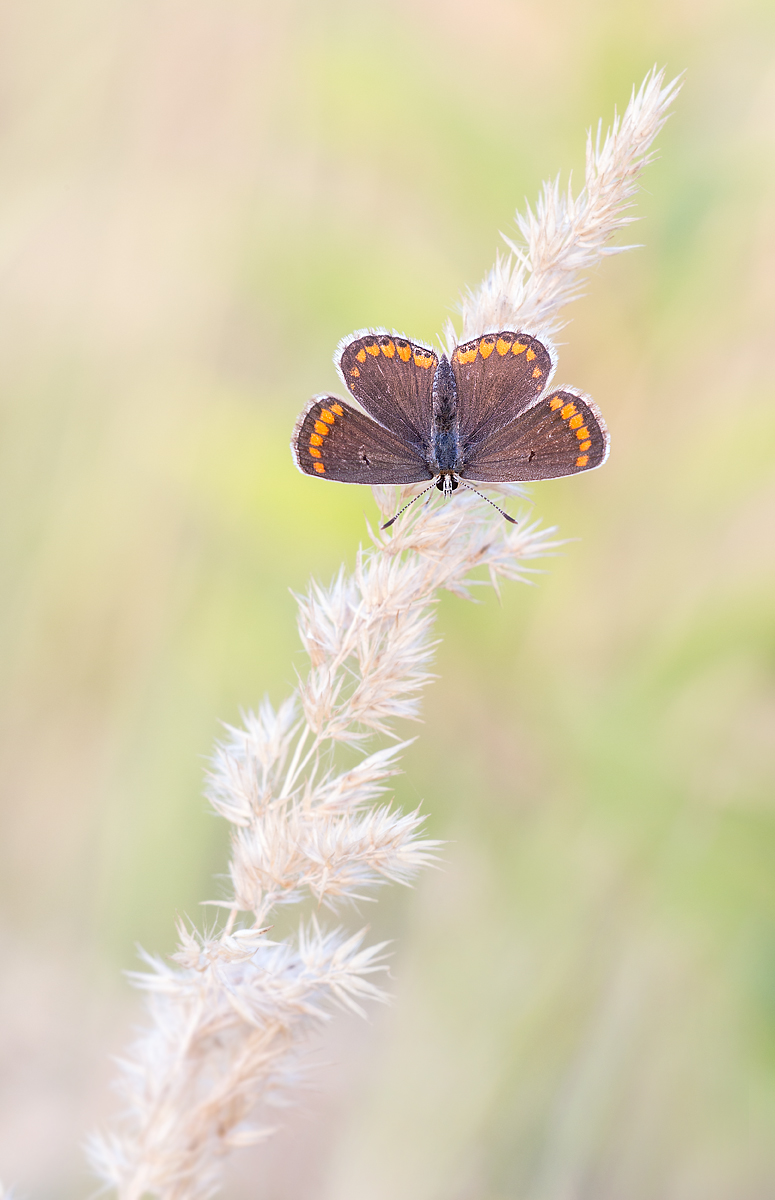 _MG_3046-Bearbeitet Kopie.jpg