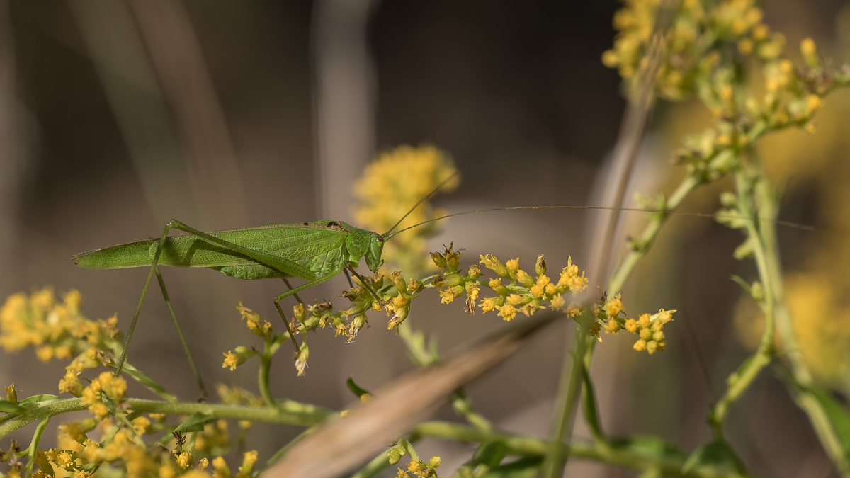 Heupferd1 auf Wandertour klein 047_.JPG