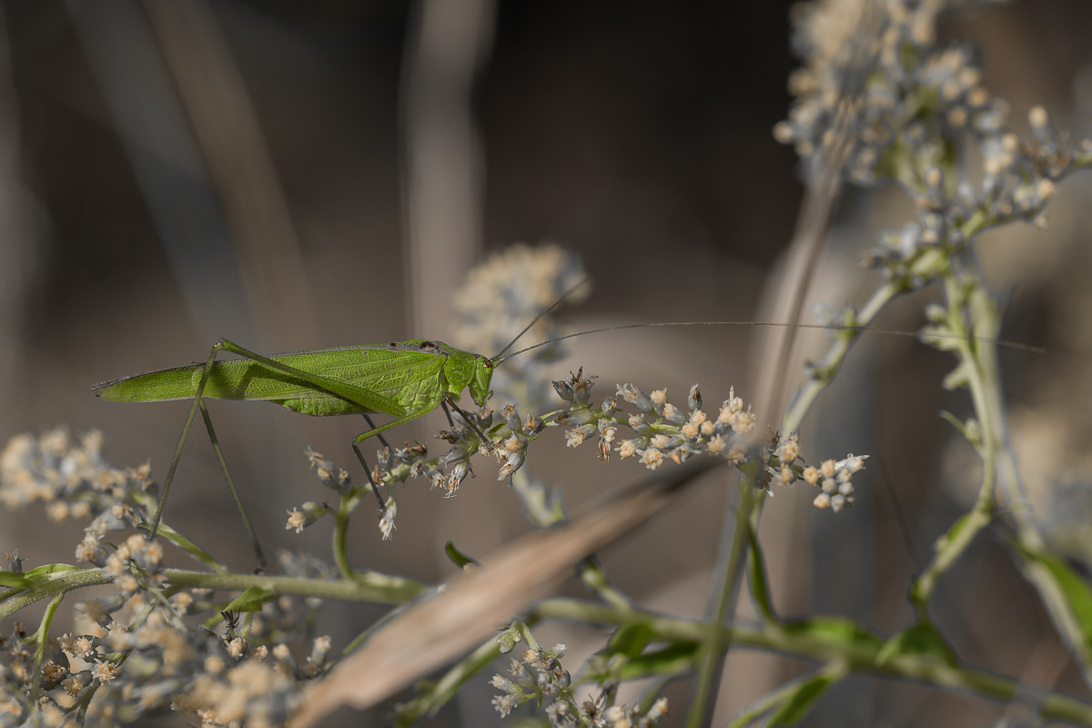 Heupferd auf Wandertour 047 klein.JPG