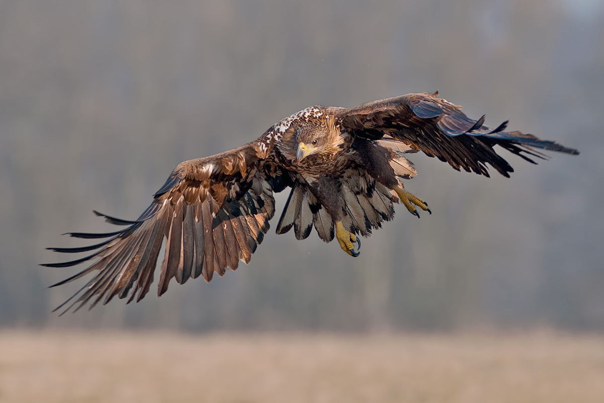 schräger Anflug Kopie.jpg