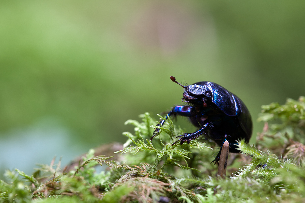 IMG_9093_1Sek_f11_150 mm_Waldmistkaefer.jpg