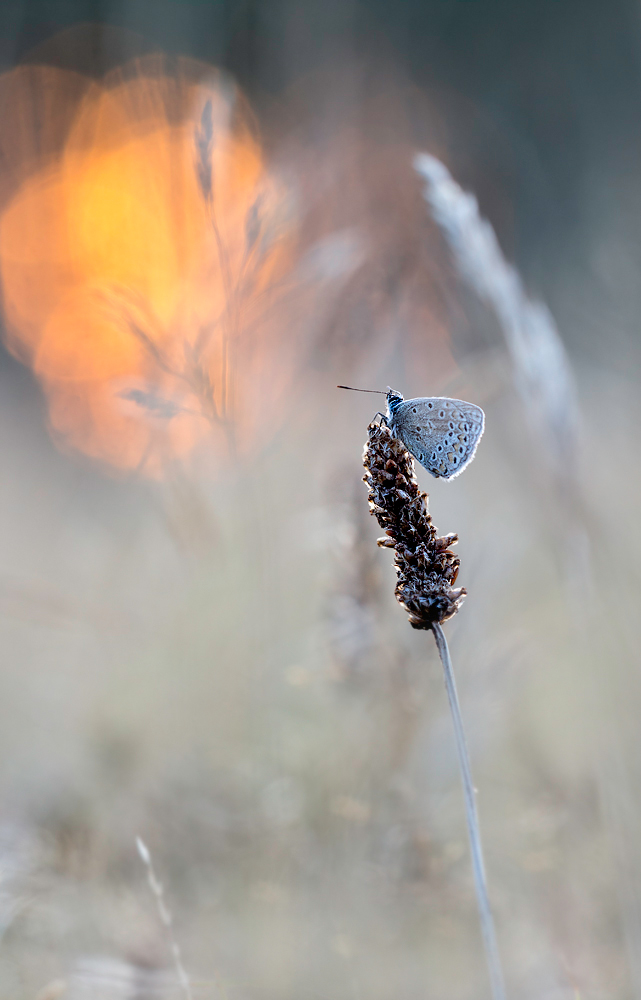 _MG_2440-Bearbeitet Kopie.jpg