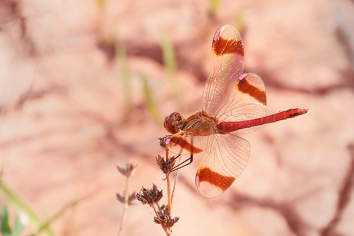 10 Sympetrum pedemontanum m ruhend.jpg