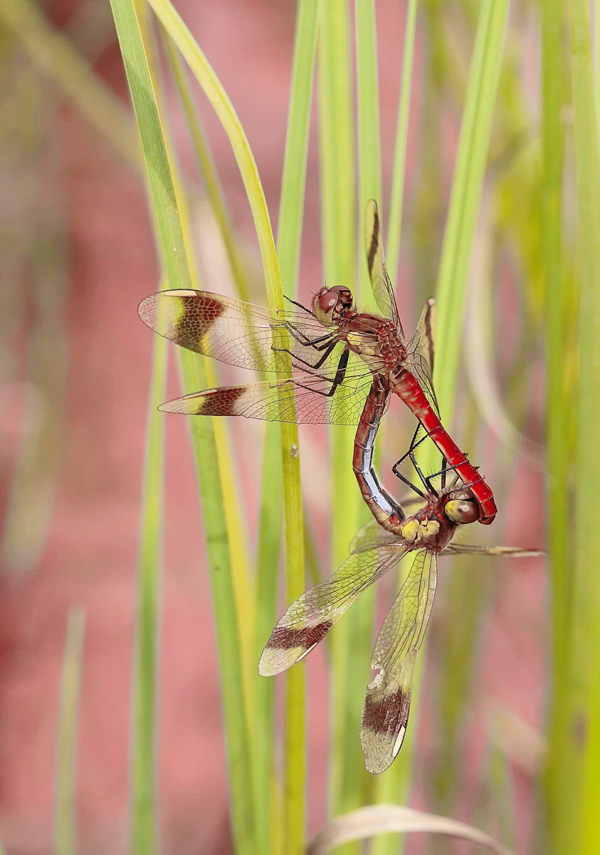 11 Sympetrum pedemontanum kopula .jpg
