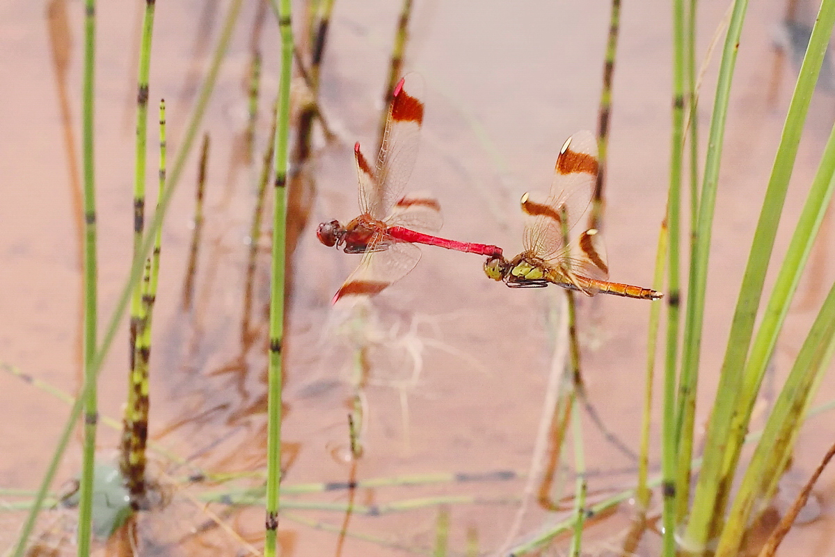 13 Sympetrum pedemontanum tandem schwirrflug.jpg