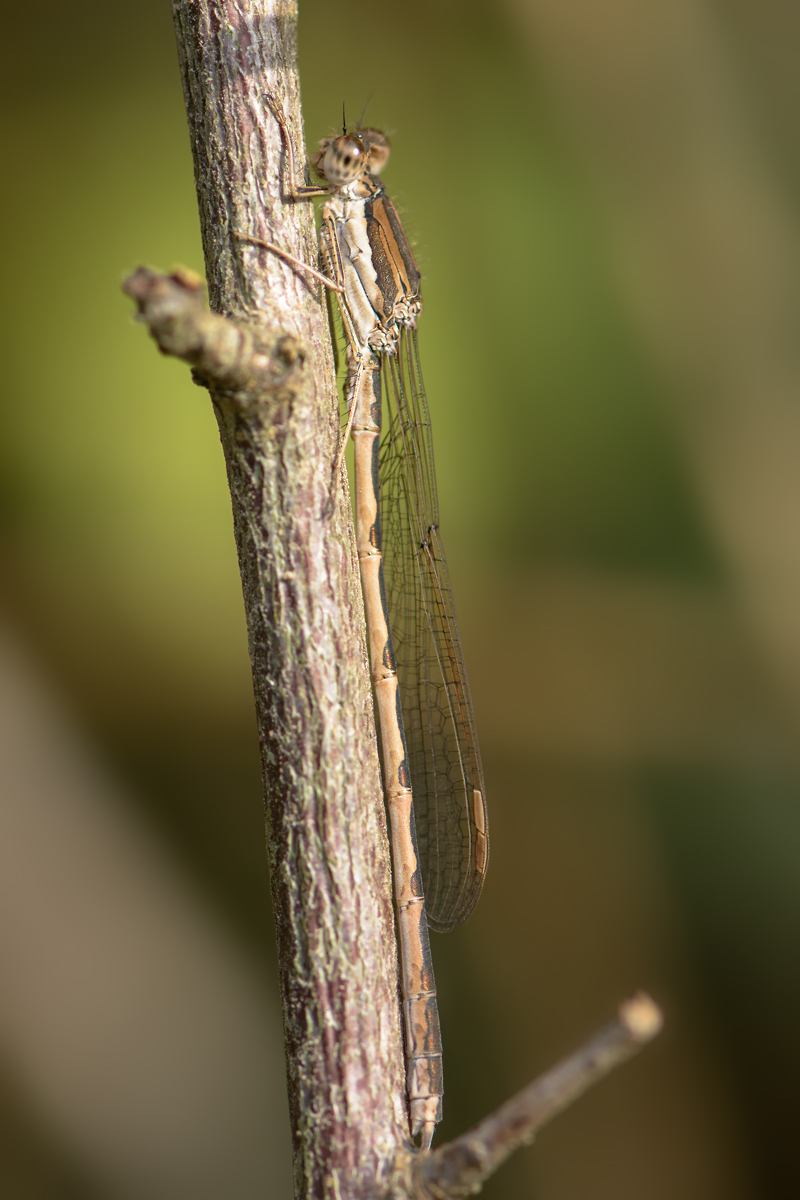 Mir-20161023-4767.jpg