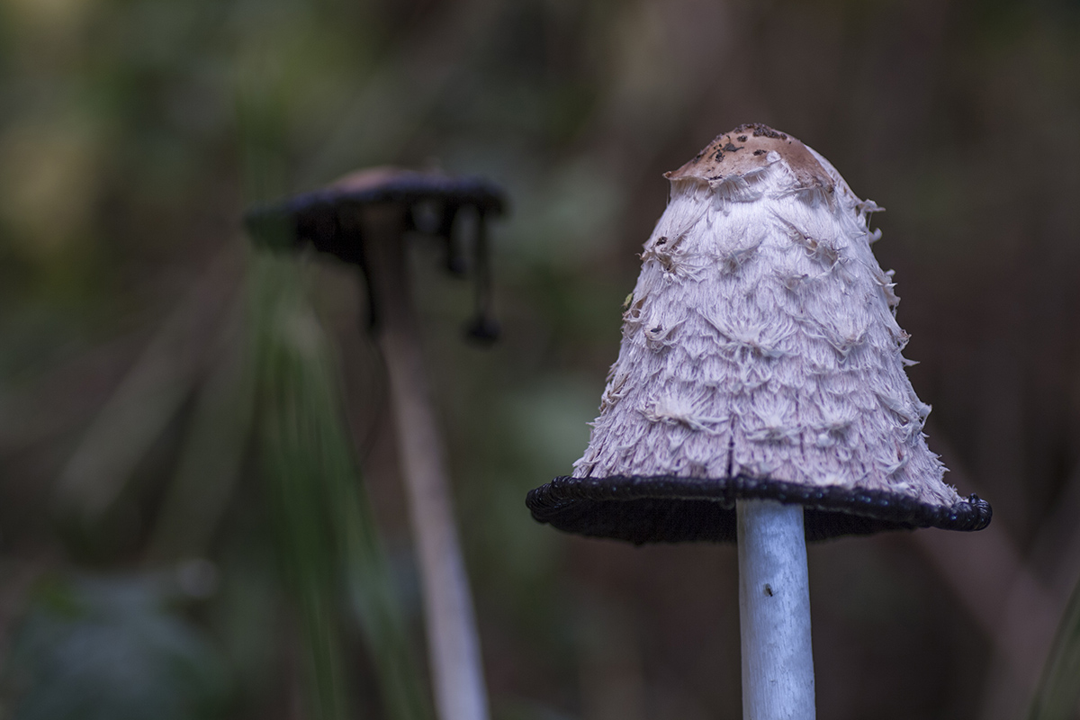 Schopf-Tintling 1.jpg