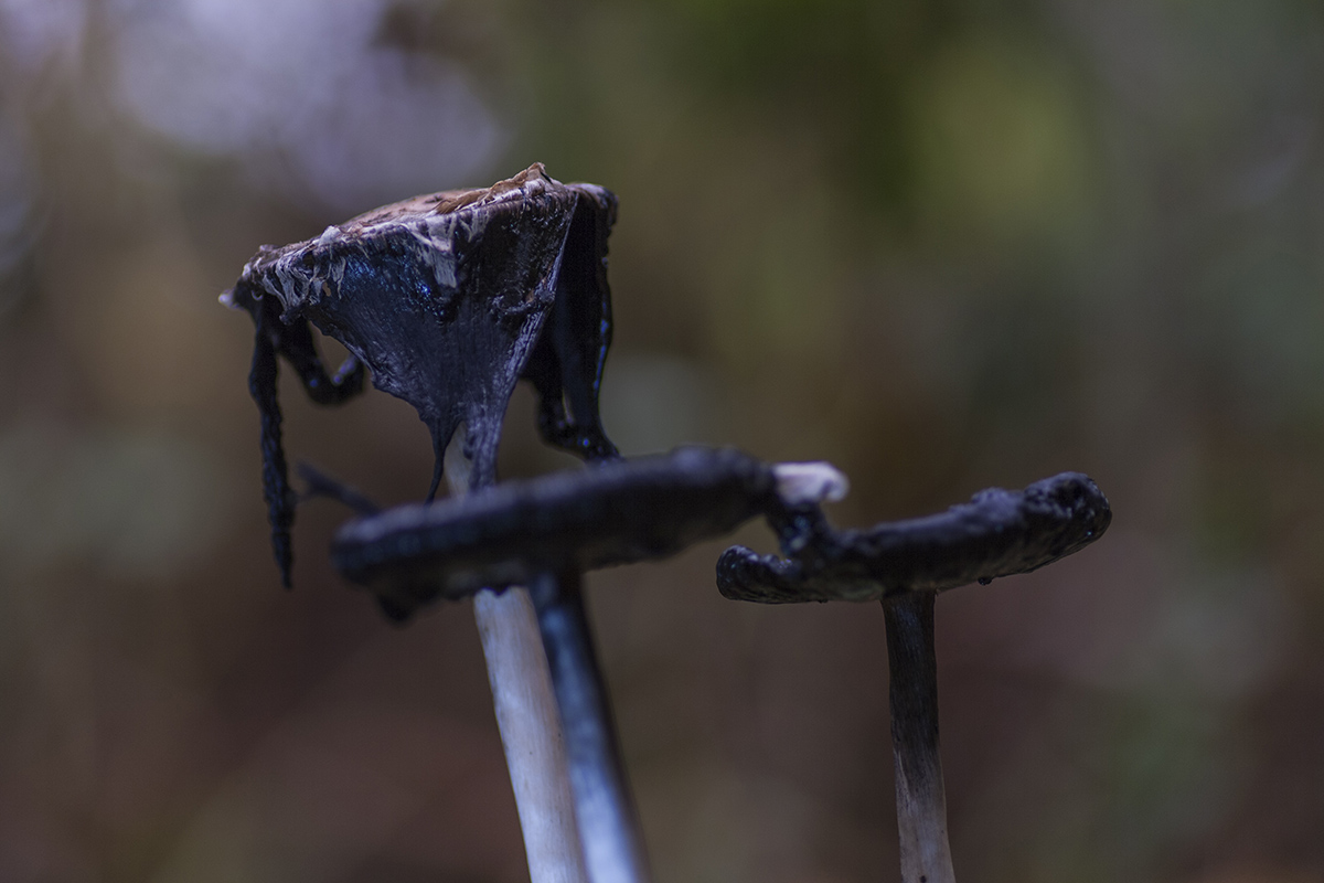 Schopf-Tintling 2.jpg