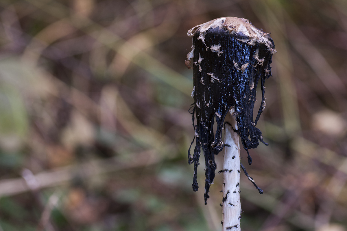 Schopf-Tintling 3.jpg