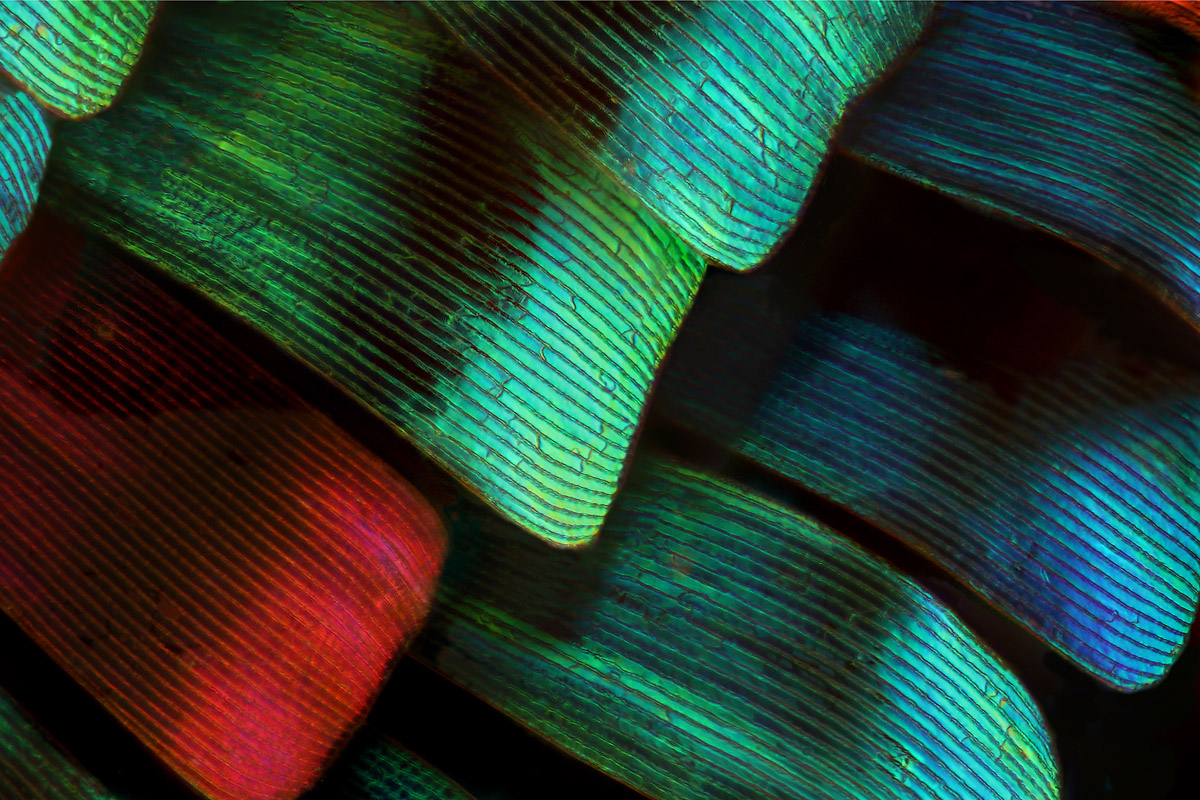 Urania 60x-1_1200.jpg