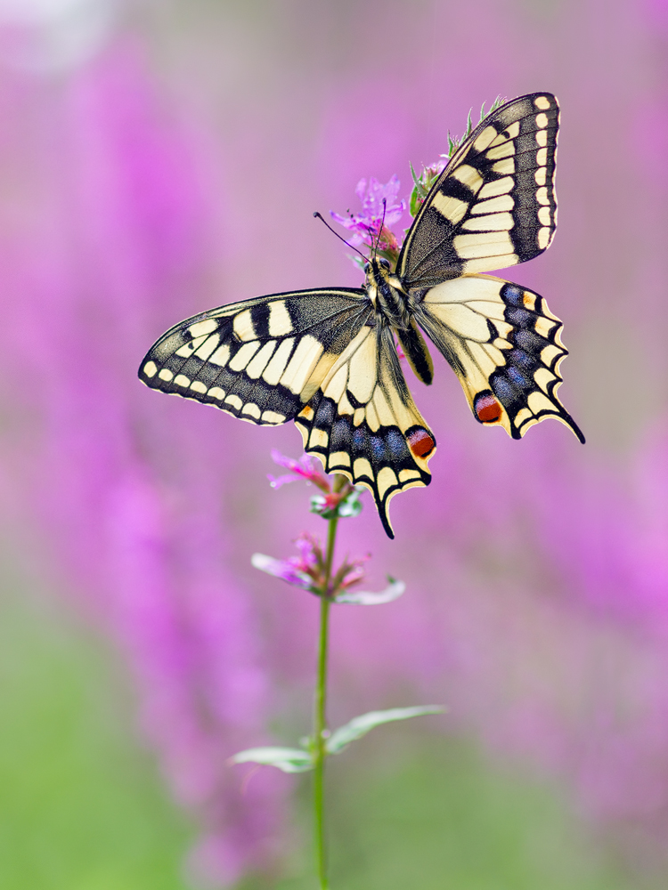 Papilio-machaon-OG267386---Kopie.jpg