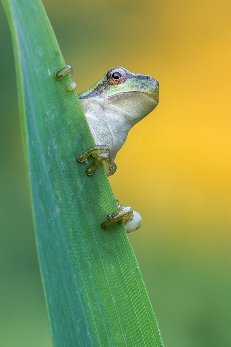 Laubi 6 - 5 (1 von 1).jpg