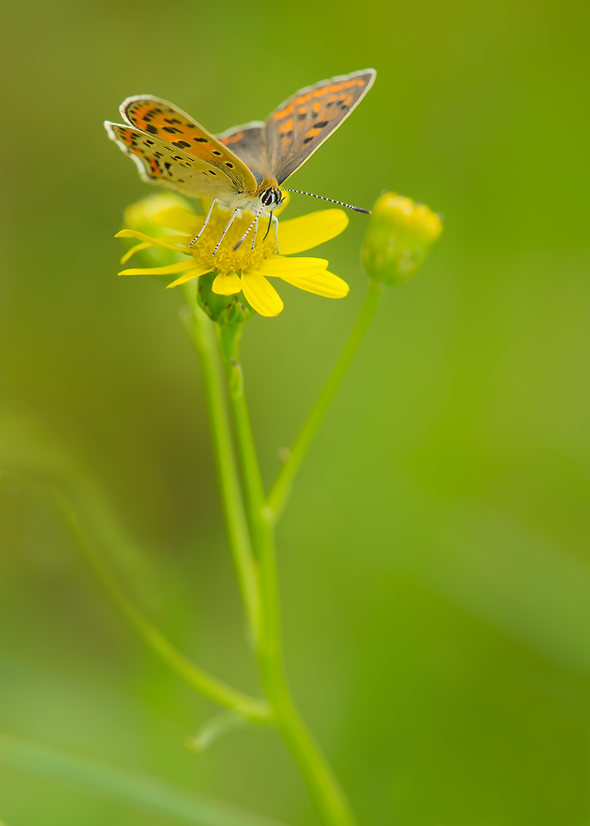 DSC02081.c. Lycaena tityrus - Brauner Feuerfalter.kl.jpg