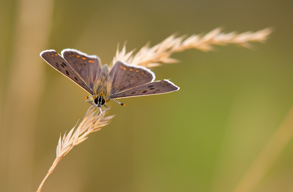 DSC02022.c.kl.Lycaena tityrus - Brauner Feuerfalter.m.jpg